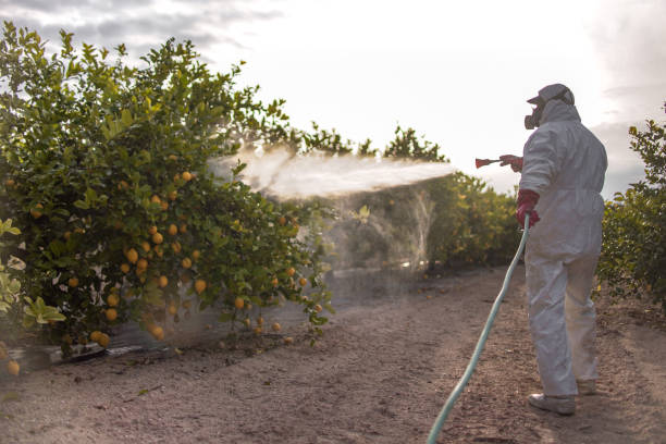 Best Rat Extermination Near Me  in Burbank, WA