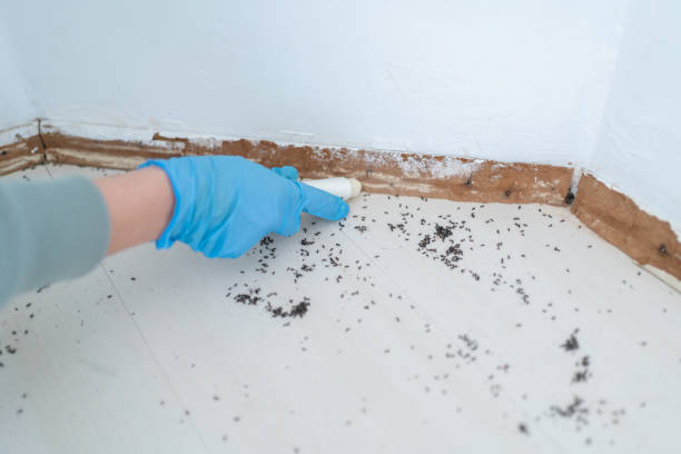 Best Insect Control  in Burbank, WA